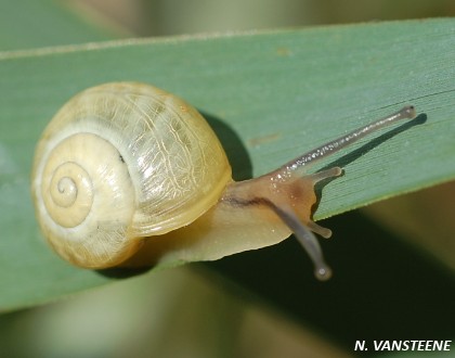 Cepaea hortensis